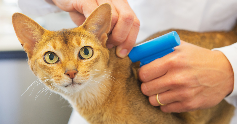 Cat being microchipped.