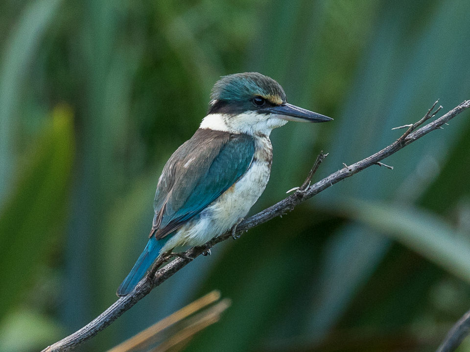 A kingfisher on a branch, in te reo Māori they are called Kōtare