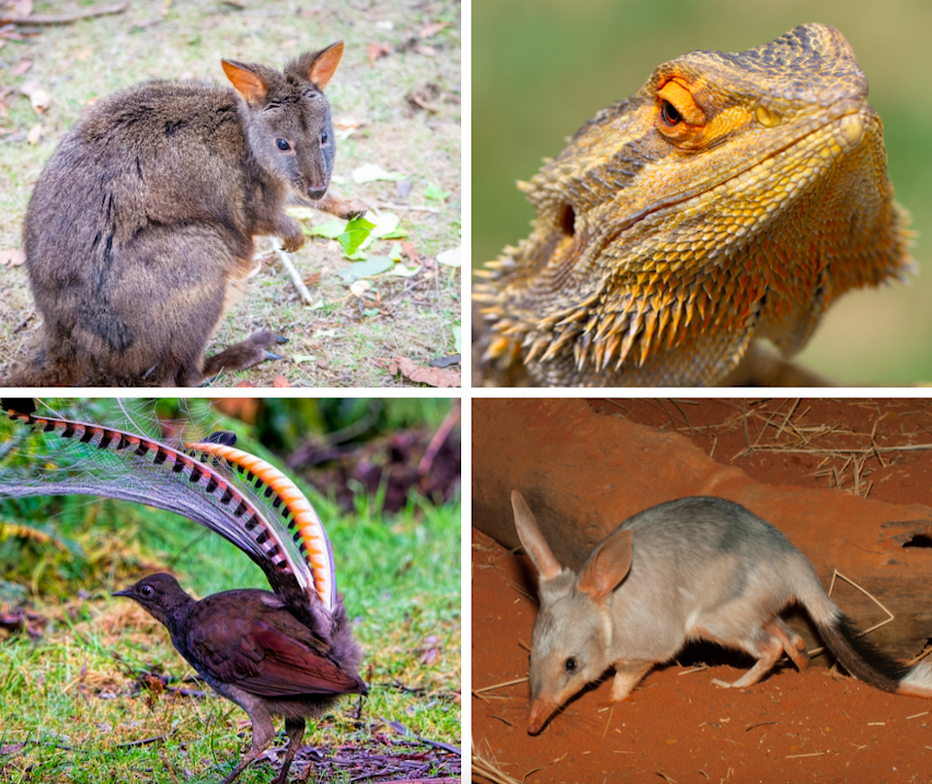 Different Australian species.