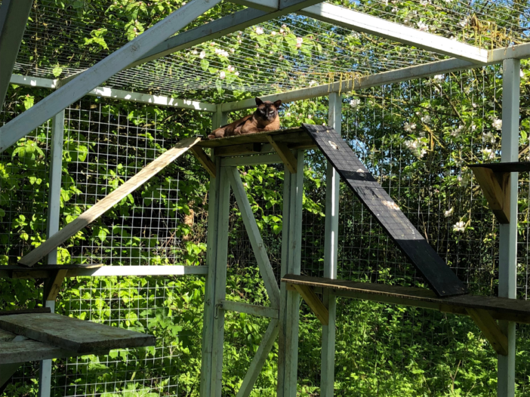 Cat catastrophe: Managing our feline companions - Predator Free NZ Trust