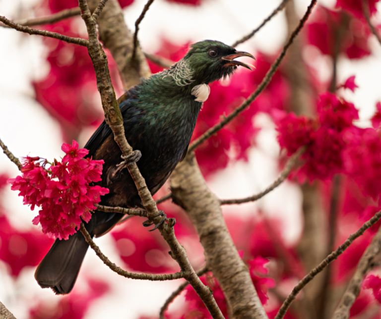 Tūī perched on a branch.