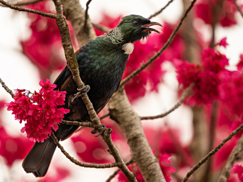 Tūī perched on a branch in birdsong.