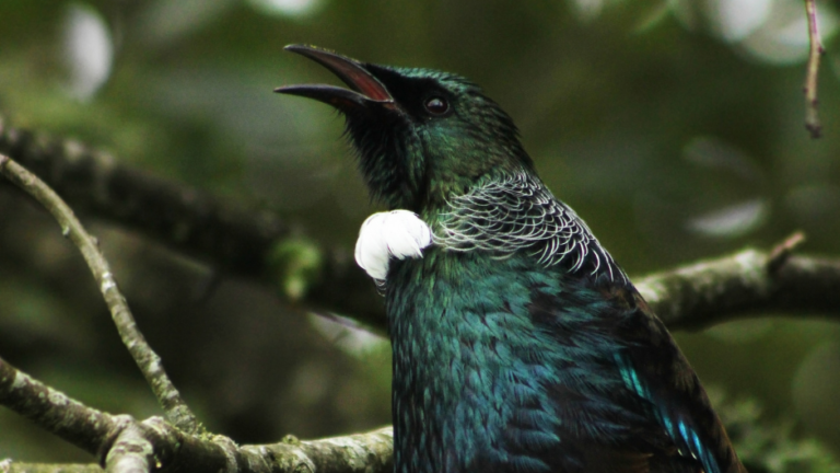 A tūī singing