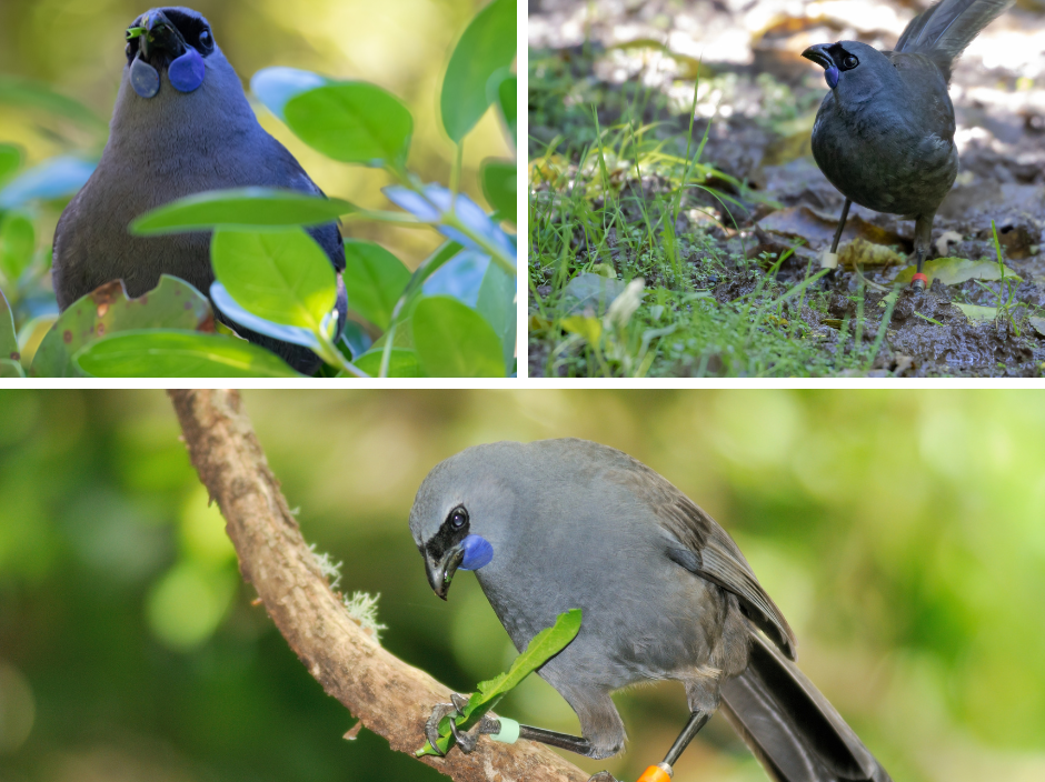 A collection of images of kōkako