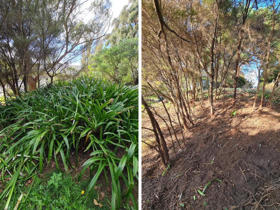 Holly's garden before and after agapanthus were cleared.