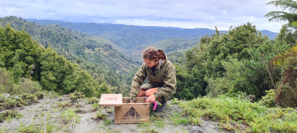 Māia crouched inspecting a trap with mountain landscape in background.
