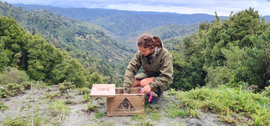 Māia crouched inspecting a trap with mountain landscape in background.