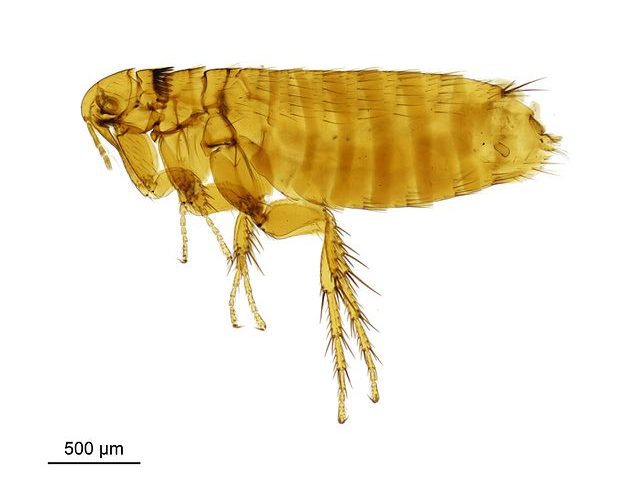 A close-up of a flea.