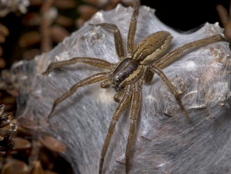 A spider on a web.