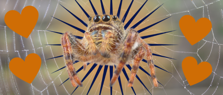 A spider in a web with hearts around it.