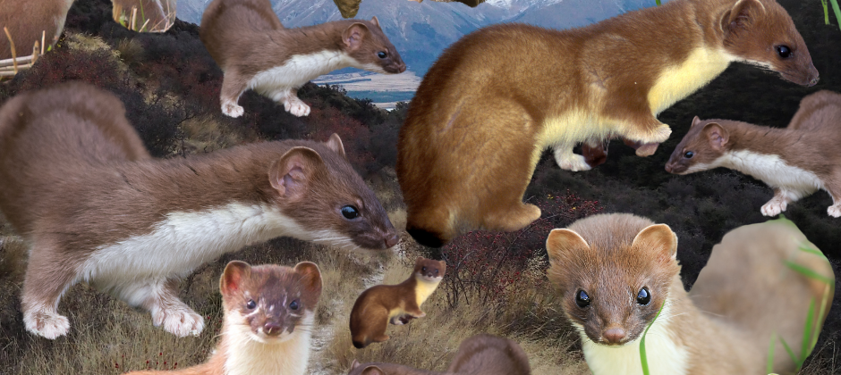 A collage of stoat images