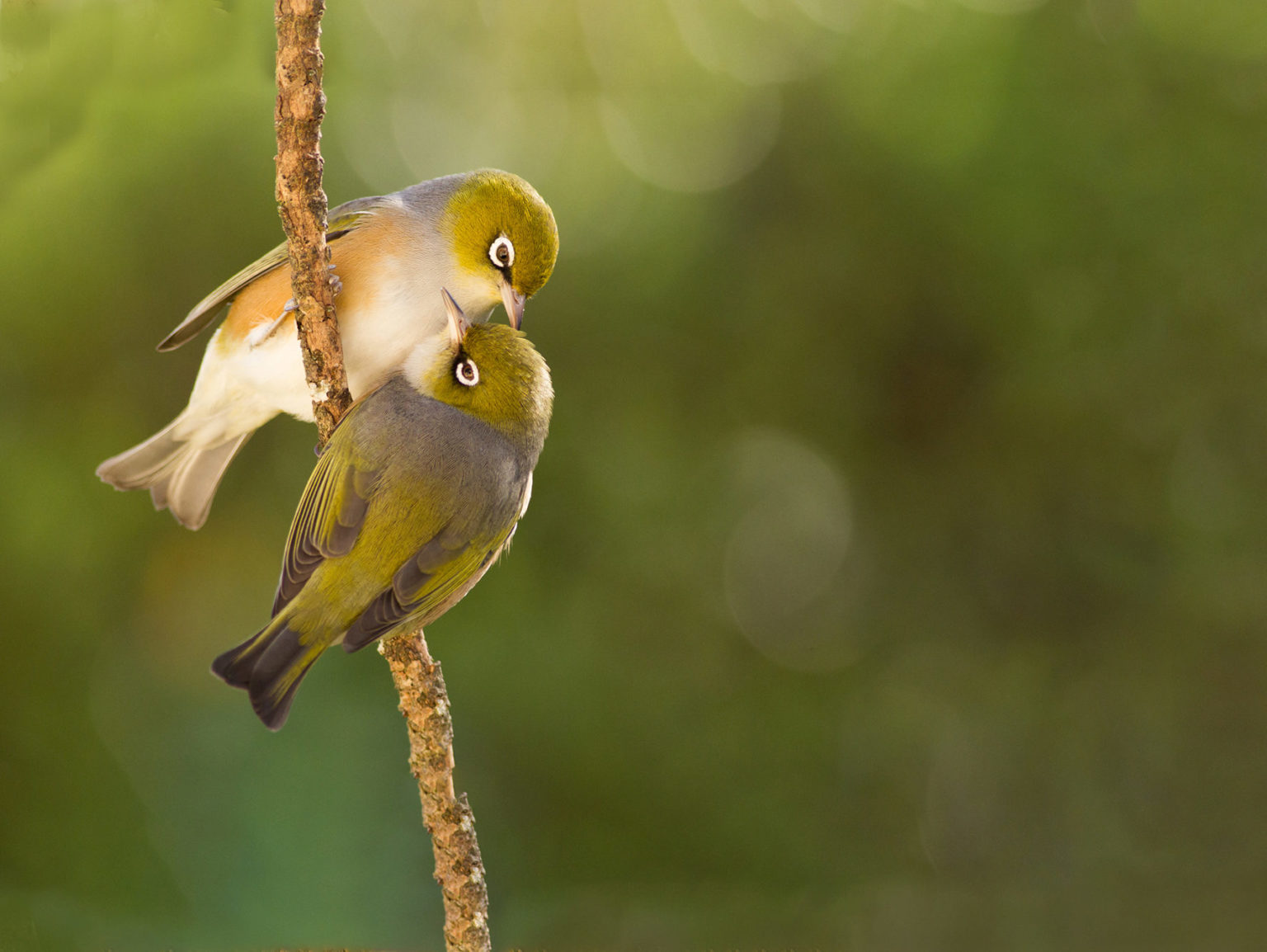 No PhD necessary: citizen science could help save birds - Predator Free ...