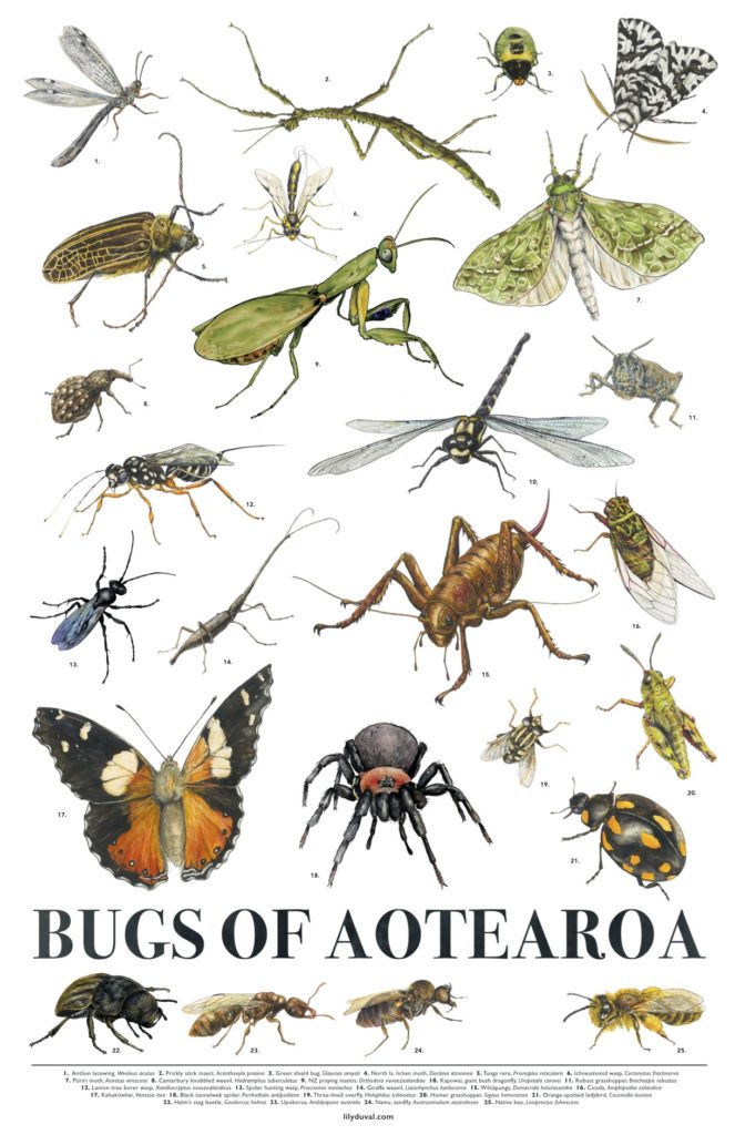 An illustrated poster including a range of our native bug species.
