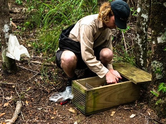 A volunteer in the forest with a trap box.