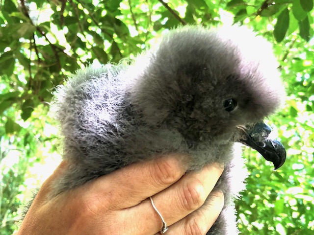 A close-up of a fluffy ōi chick.