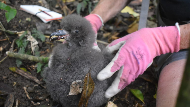 Fluffy ōi chick being held.