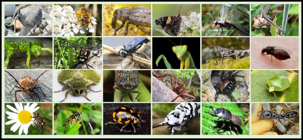 A collage of a few of the native bug species to vote on.