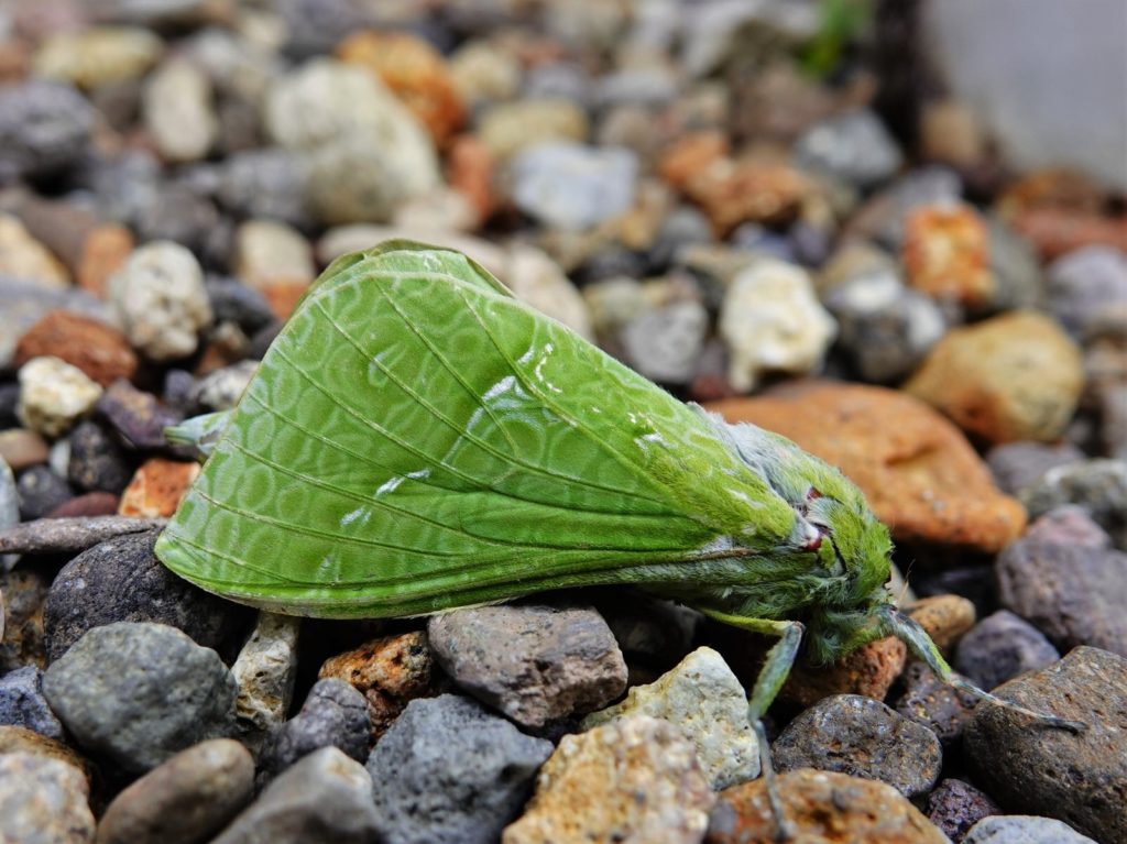 A pūriri moth on some rocks.