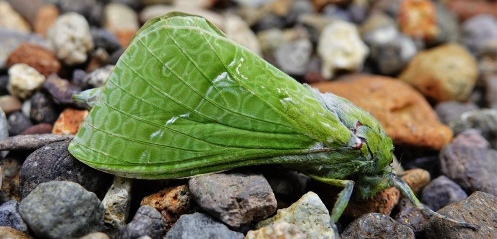 A puriri moth on some rocks.