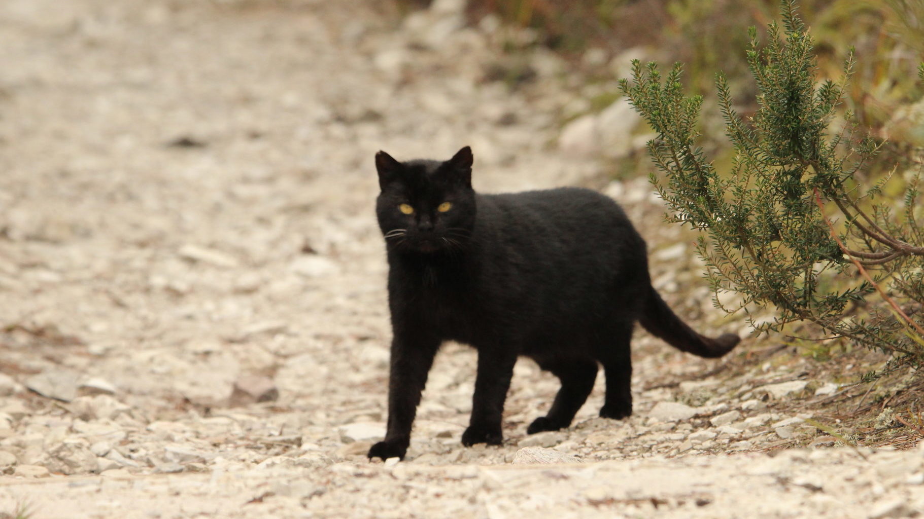 Cat Catastrophe The Final Frontier Managing Feral Cats Predator 