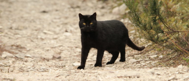 A black cat on a dirt road.