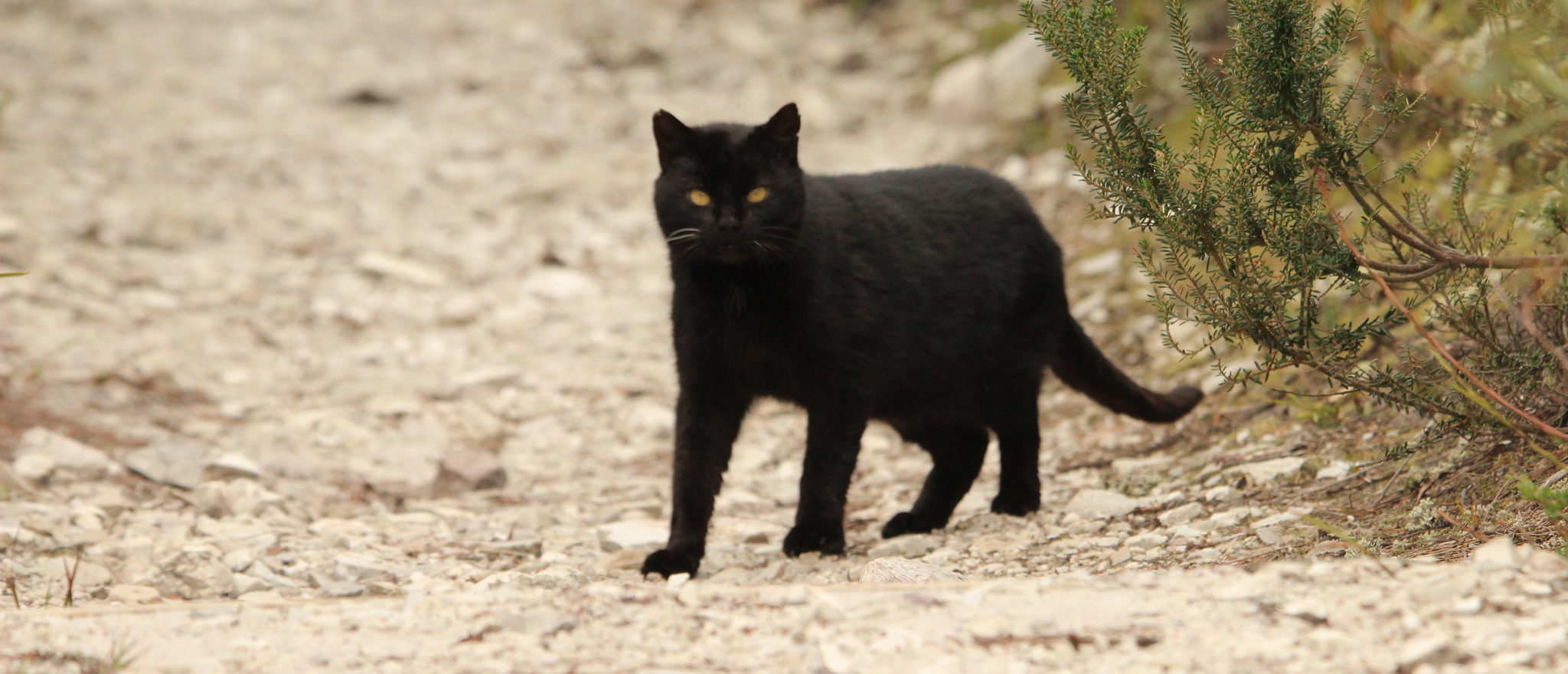 Trapping cheap wild cats