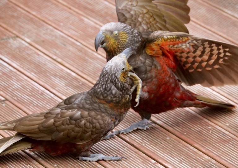 Kākā wrestling on a desk in Wellington.