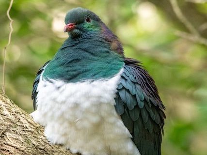 A kererū at 8 months old, losing her juvenile plumage and dark-tipped bill.