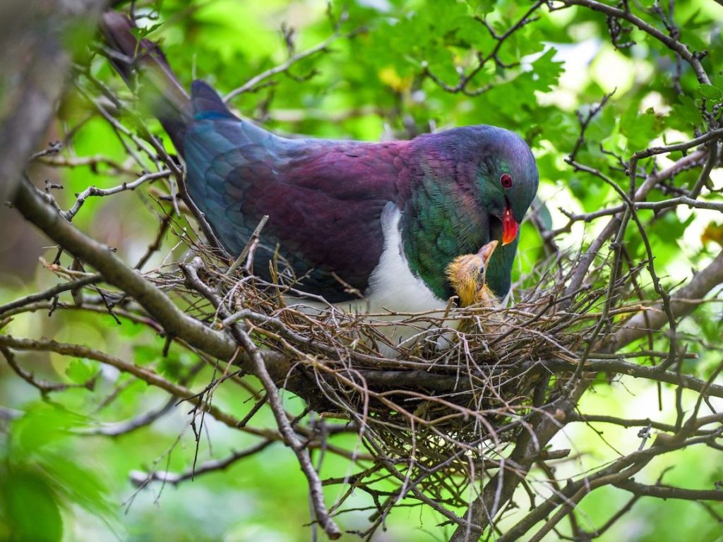 Kererū parent feeding its chick in a nest of twigs.