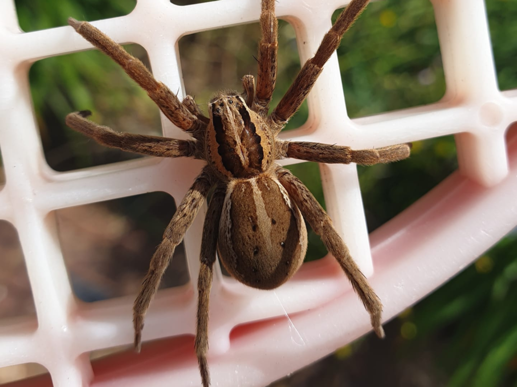 Close up of a nursery spider.