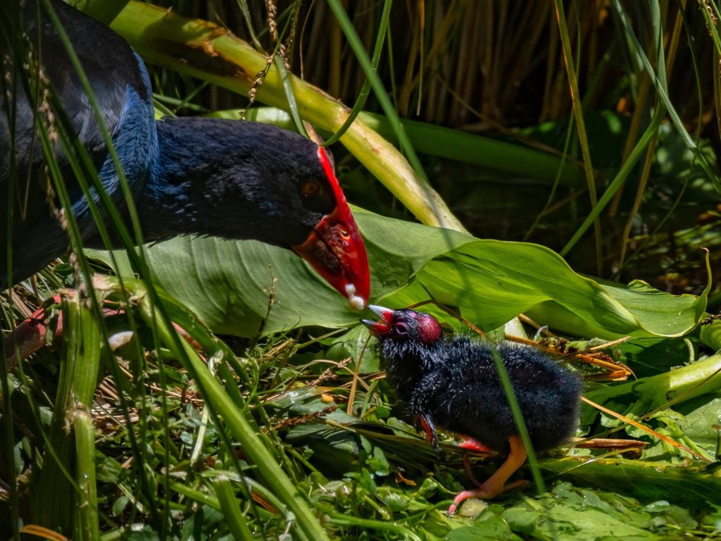 Pūkeko baby eating from its parent.