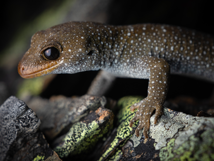 A spotted gecko on a rock.