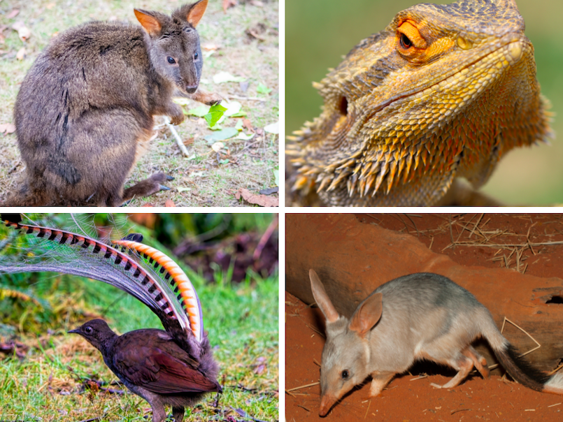 A collection of Australian species.