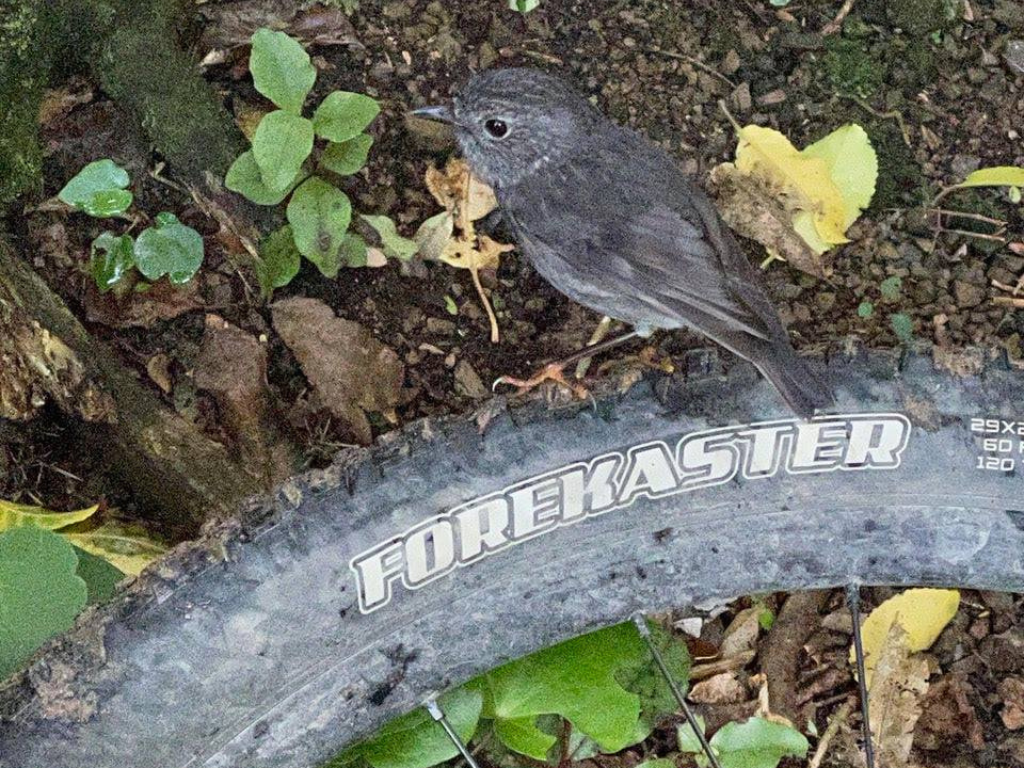 A robin on a bike tyre.