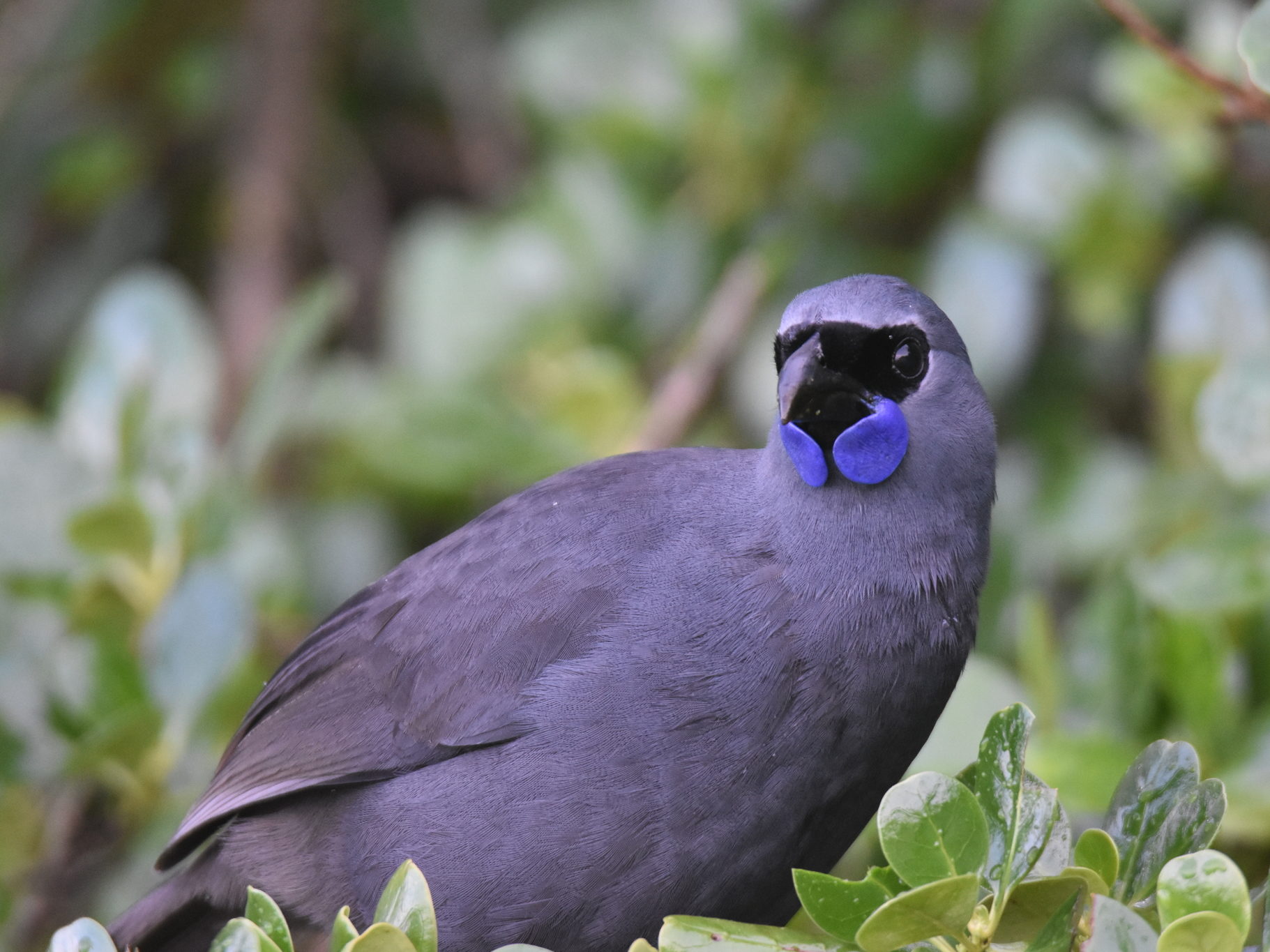A kōkako perched on a branch.
