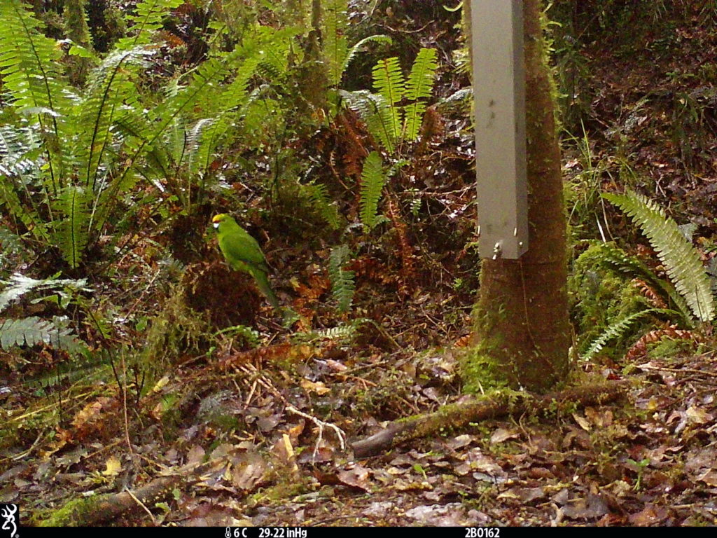 Footage of kākāriki in the forest.