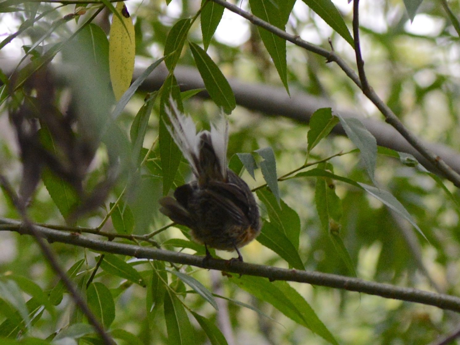 A fantail on a branch.