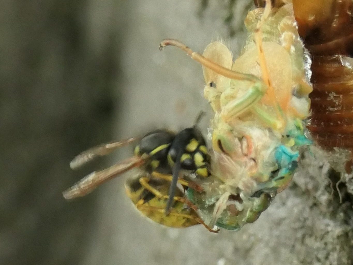 A wasp eating a dead cicada.