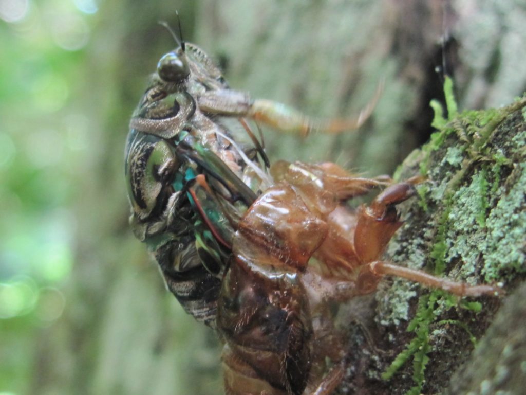 A cicada leaving its shell on a branch.