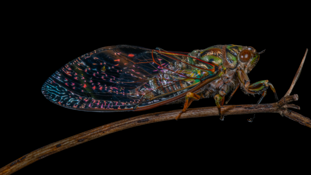 A cicada on a branch.