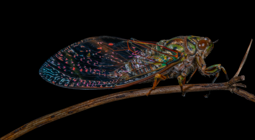 A cicada on a branch.