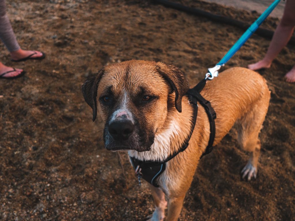 A leashed dog on a beach.