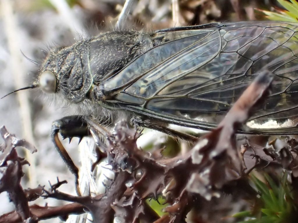 A close up of a cicada.