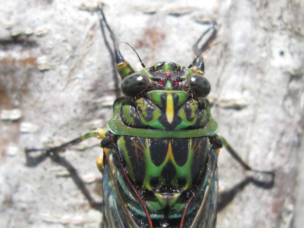 A close up of a green cicada.