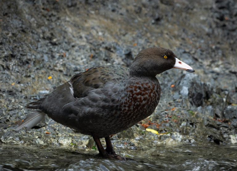 A whio on a rock.