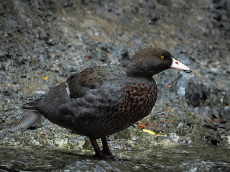 A whio on a rock.