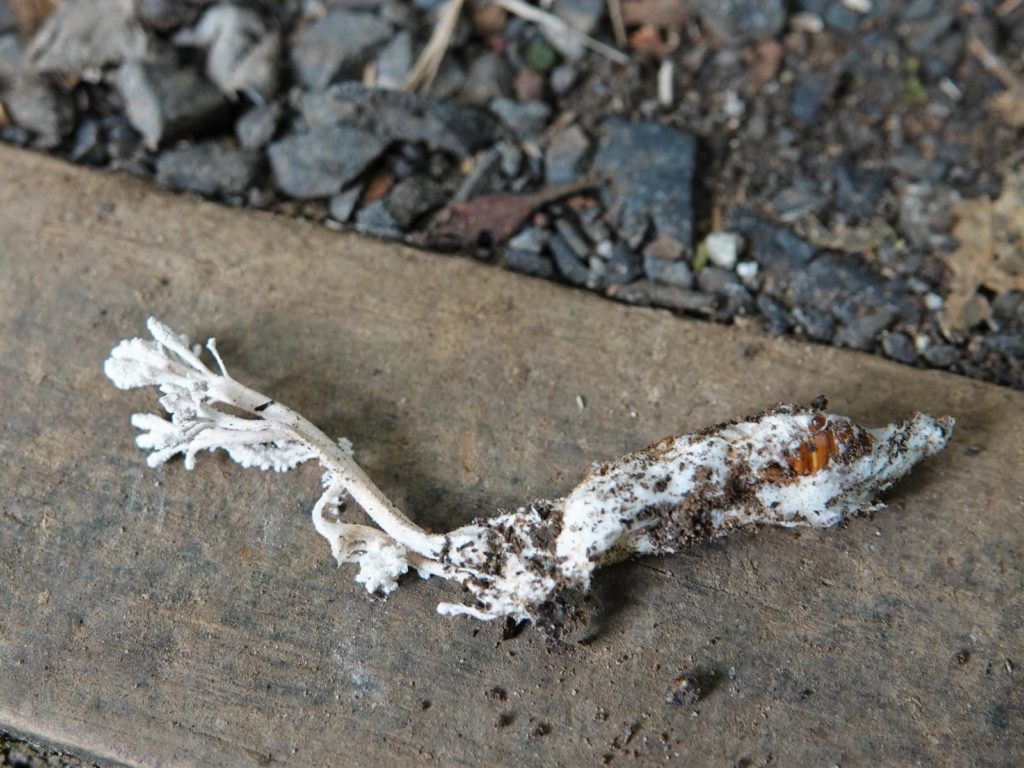 A white fungus on the ground.