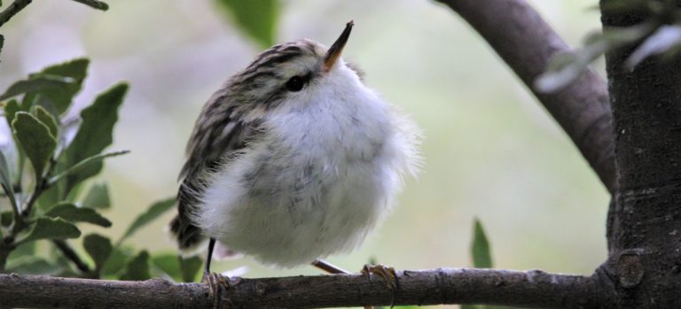 A small rifleman perched on a branch.