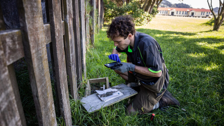 A volunteer checking a trap.