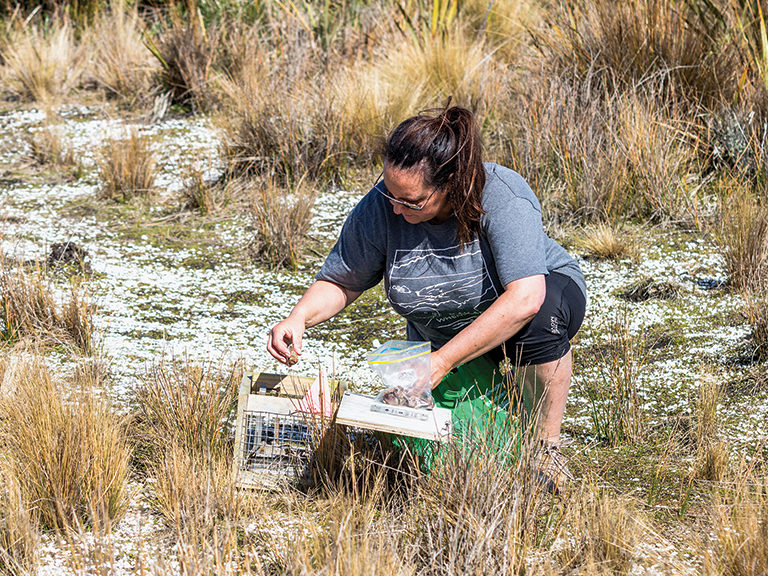 Estelle in a dune opening up a stoat trap.